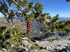 Pinus balfouriana