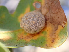 Cynips multipunctata
