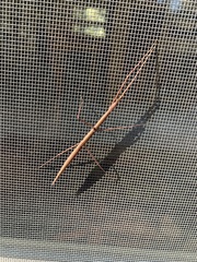 Parabacillus hesperus