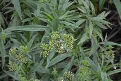 Stevia lucida