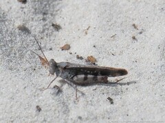 Spharagemon marmorata