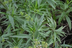 Stevia lucida