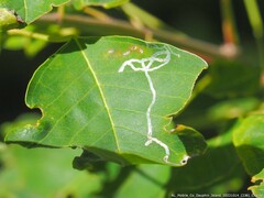 Caloptilia triadicae