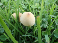 Mycena carmeliana