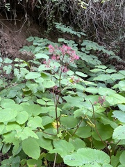 Aralia