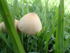 Mycena carmeliana