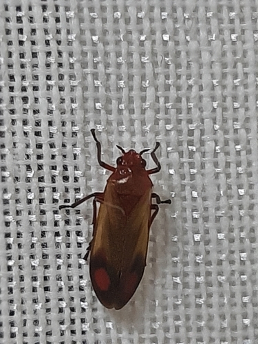 Neosphenorhina ocellata