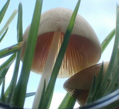 Mycena carmeliana