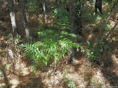 Pteridium aquilinum pseudocaudatum
