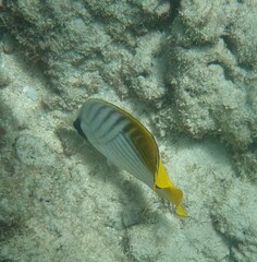 Chaetodon auriga