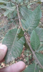 Notholithocarpus densiflorus densiflorus