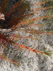Gyrostemon australasicus