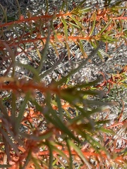 Gyrostemon australasicus