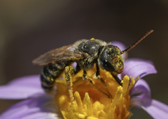 Halictus ligatus