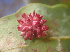 Cynips quercusechinus
