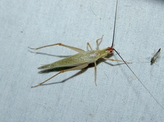 Oecanthus varicornis