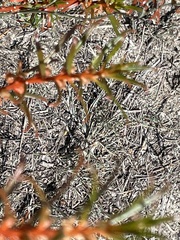 Gyrostemon australasicus