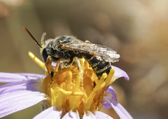 Halictus ligatus