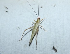 Oecanthus varicornis