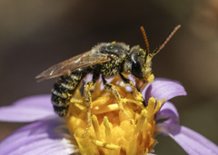 Halictus ligatus