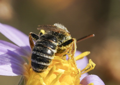 Halictus ligatus