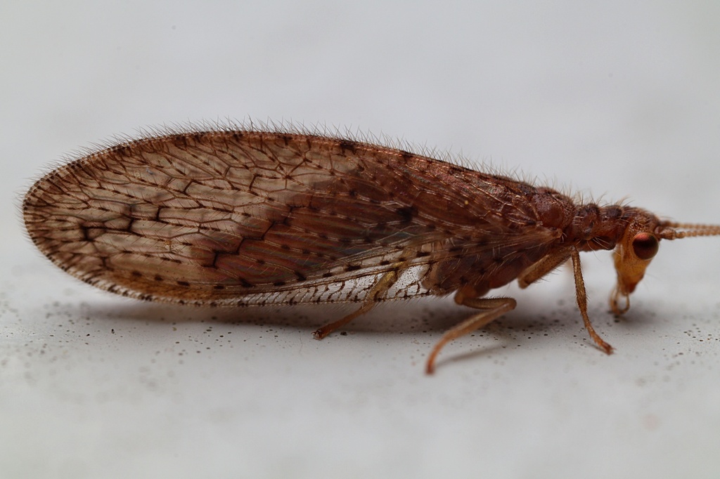 Tasmanian Brown Lacewing from Kaeo, New Zealand on October 15, 2022 at ...