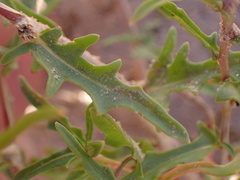 Oenothera pallida
