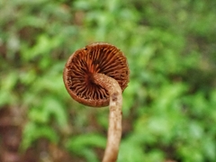 Psilocybe