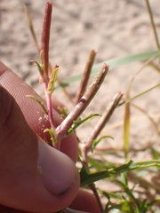 Oenothera pallida