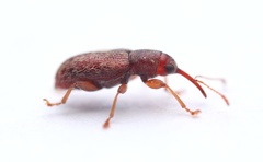 Rhinorhynchus rufulus