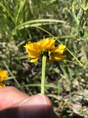 Helenium bigelovii