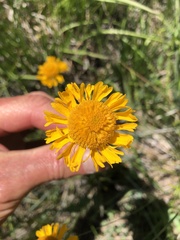 Helenium bigelovii