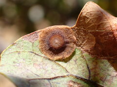 Andricus pattersonae