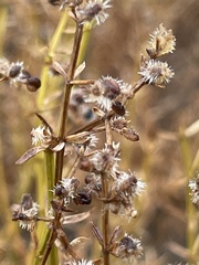 Galium angustifolium