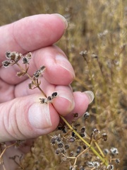 Galium angustifolium