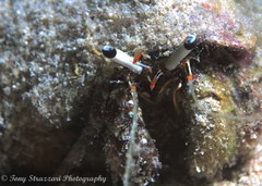 Dardanus scutellatus