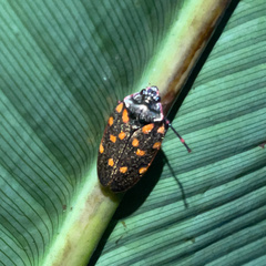 Mahanarva costaricensis