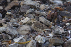 Anthus rubescens japonicus