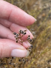 Galium angustifolium