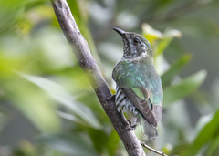 Chrysococcyx lucidus