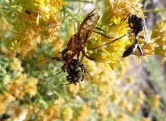 Apiomerus flaviventris