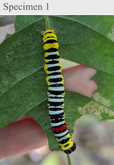 Avatha subumbra