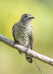 Chrysococcyx lucidus