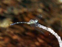 Nannophlebia eludens