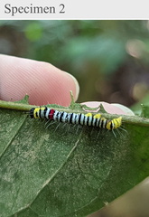 Avatha subumbra