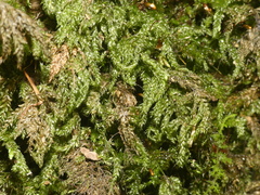 Thamnobryum alleghaniense