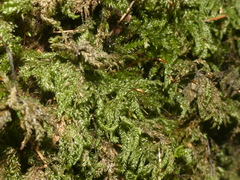 Thamnobryum alleghaniense