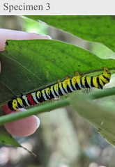 Avatha subumbra