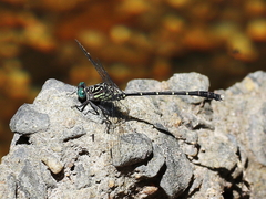 Hemigomphus theischingeri