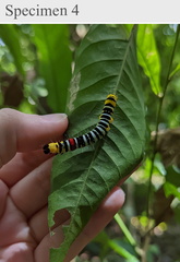 Avatha subumbra